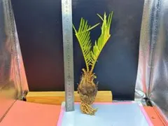 2025年最新】ソテツの人気アイテム - メルカリ