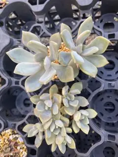 jesse様 リクエスト 3点 まとめ商品