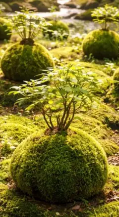 苔玉の息吹　オリジナルデジタルアート