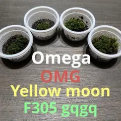 2026年最新】yellow moon dwarfの人気アイテム - メルカリ