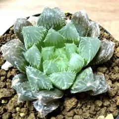 ハオルチア 水中月錦 オブツーサ錦 多肉植物 糊斑 極上斑 11