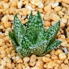 Bepo様 リクエスト 4点 まとめ商品