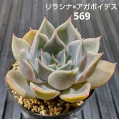 リラシナ×アガボイデス 569 エケベリア 多肉植物 抜き苗