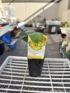 marjoram様 リクエスト 2点 まとめ商品