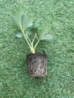 2026年最新】とちおとめ 苗の人気アイテム - メルカリ