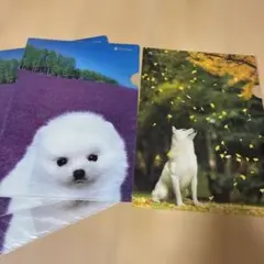 ソフトバンクお父さん、クリアファイル4枚セット