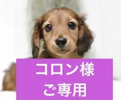 2026年最新】アンファティの人気アイテム - メルカリ