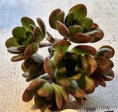 2026年最新】アエオニウム錦の人気アイテム - メルカリ