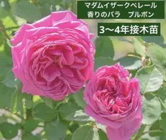 2026年最新】薔薇 大苗 強香の人気アイテム - メルカリ