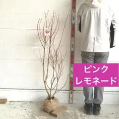 超逸品。イロハモミジ大株立ち1.7M(鉢底から)品番C - メルカリ