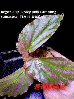 Begonia sp. Crazy pink ベゴニア クレイジーピンク 原種 - メルカリ