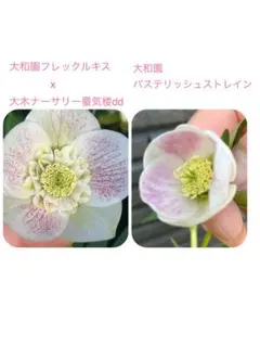 waco23様 リクエスト 2点 まとめ商品