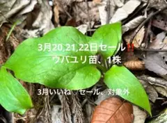 M様 リクエスト 3点 まとめ商品