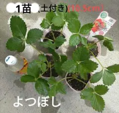 よつぼし いちご苗 いちご 1ポット 土付き 苗 おまけ付き
