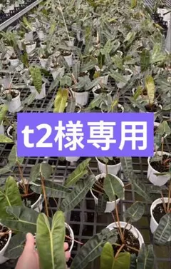 【t2様専用】