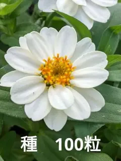 ジニア　白　種　100粒