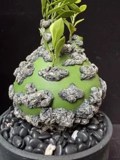 限定発売 フォークイエリア プルプシー Fouquieria purpusii - メルカリ