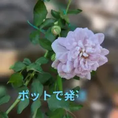 バラ苗　3苗　挿し木 薔薇 シンデレラ 挿し木苗 薔薇苗 四季咲き つるバラ バラ｜Yahoo