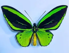 2026年最新】ミドリメガネトリバネアゲハの人気アイテム - メルカリ