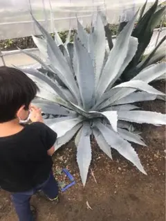 2025年最新】ウィンテリアーナの人気アイテム - メルカリ