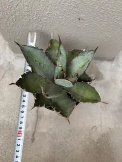 アガベ　チタノタブラックアンドブルー　Agave BB 発育苗のサムネイル