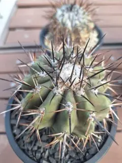 2025年最新】コピアポア 黒王丸の人気アイテム - メルカリ