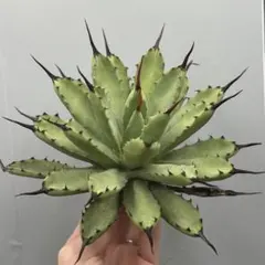 2025年最新】アガベマクロアカンサの人気アイテム - メルカリ