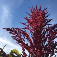 ume580様 リクエスト 4点 まとめ商品