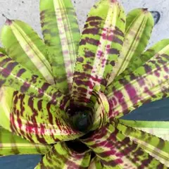 ネオレゲリア ビルベルギア ハローキティ Neoregelia - メルカリ