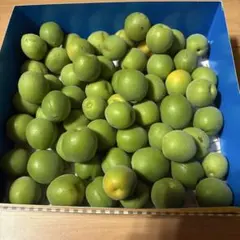 新鮮 青梅 産地直送 梅酒 梅シロップ用のサムネイル