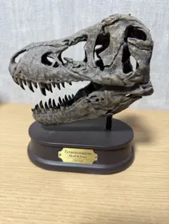 DINOWORLD】トリケラトプス 頭骨レプリカ 化石 ティラノサウルス