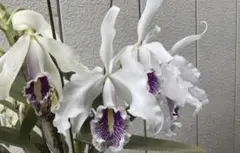 洋蘭 洋らん 原種 Thunia. brymeriana 開花サイズ特大株 洋蘭 洋らん 原種 Thunia. brymeriana 開花サイズ特大株 - メルカリ
