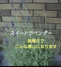 【8-C】甘い香りのラベンダー苗　スイートラベンダー苗　多年草
