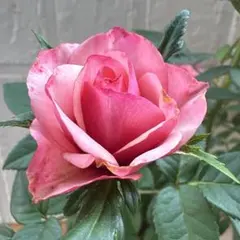 バラ苗 切花品種 四季咲 芳香 希少 薔薇苗 - メルカリ