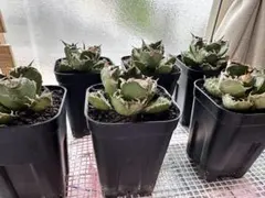 アガベ　魔丸　6株セット