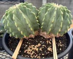 純黄刺 金冠竜 実生 鉢植えメルカリ便送料込み Yahoo!オークション - 純黄刺金冠竜 実生 フェロカクタス属