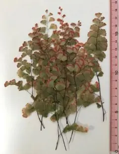 押し花素材パック　アジアンタム10個入 No1076