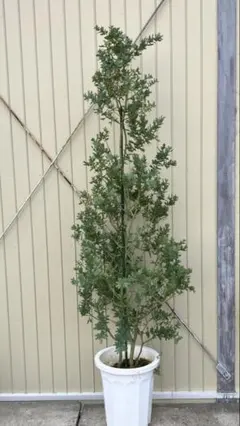 ミモザアカシア　銀葉アカシア