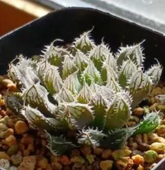 2025年最新】ハオルチア・クーペリーの人気アイテム - メルカリ