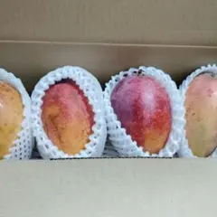 訳あり】沖縄県産 マンゴー 約2.0kg（箱込み） 5玉（農家直送・クール