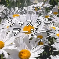 【シャスターデージーのタネ】40粒 種子 種 切り花 宿根草