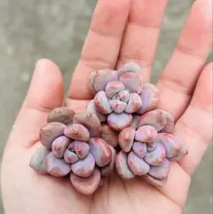 まめさん様 リクエスト 2点 まとめ商品