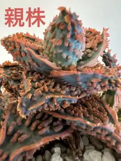 knzwb様 リクエスト 2点 まとめ商品