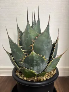 2025年最新】パラサナ大株の人気アイテム - メルカリ