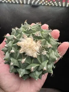 2025年最新】オブレゴニアの人気アイテム - メルカリ