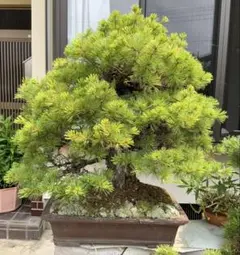 超希少激レア！鬼才関野正作 根上がり半懸崖 五葉松 小品 盆栽 黒松 真