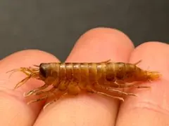 骨が剥き出しになったような真っ白なバイカルヨコエビ 標本