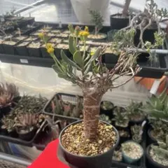 2026年最新】オトンナ ロバタの人気アイテム - メルカリ