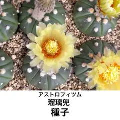 アストロフィツム　瑠璃兜　種子　採れたて　サボテンのサムネイル