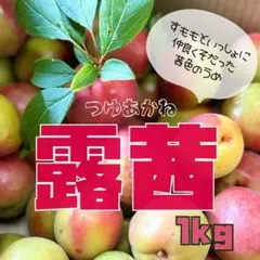 【1箱のみ！】すもも農家の梅『露茜 つゆあかね』1kg【6/21発送/常温】のサムネイル